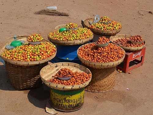 Miniatura 1 de Semillas de azufaifo indio para plantar - 10 semillas - Ziziphus mauritiana, fecha china