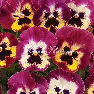 Petunia Seeds Double Petals Petunia Cynara Scolymus Rose Picotee Phantom Flower Bonsai Seeds Flower Plant Petals - 200 Pcs/Lot