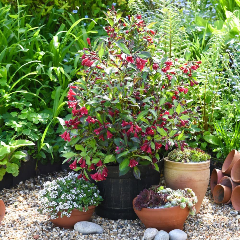 Weigela Plants ‘Camouflage’ Deciduous Hardy Shrub Spring Flowering Red Blooms Black and Green Two-Tone Foliage Easy to Grow Your Own Garden Shrubs 9cm Potted Plants by Thompson & Morgan