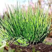 Vista 7 de Cebollino Allium schoenoprasum ajo silvestre 100+ semillas