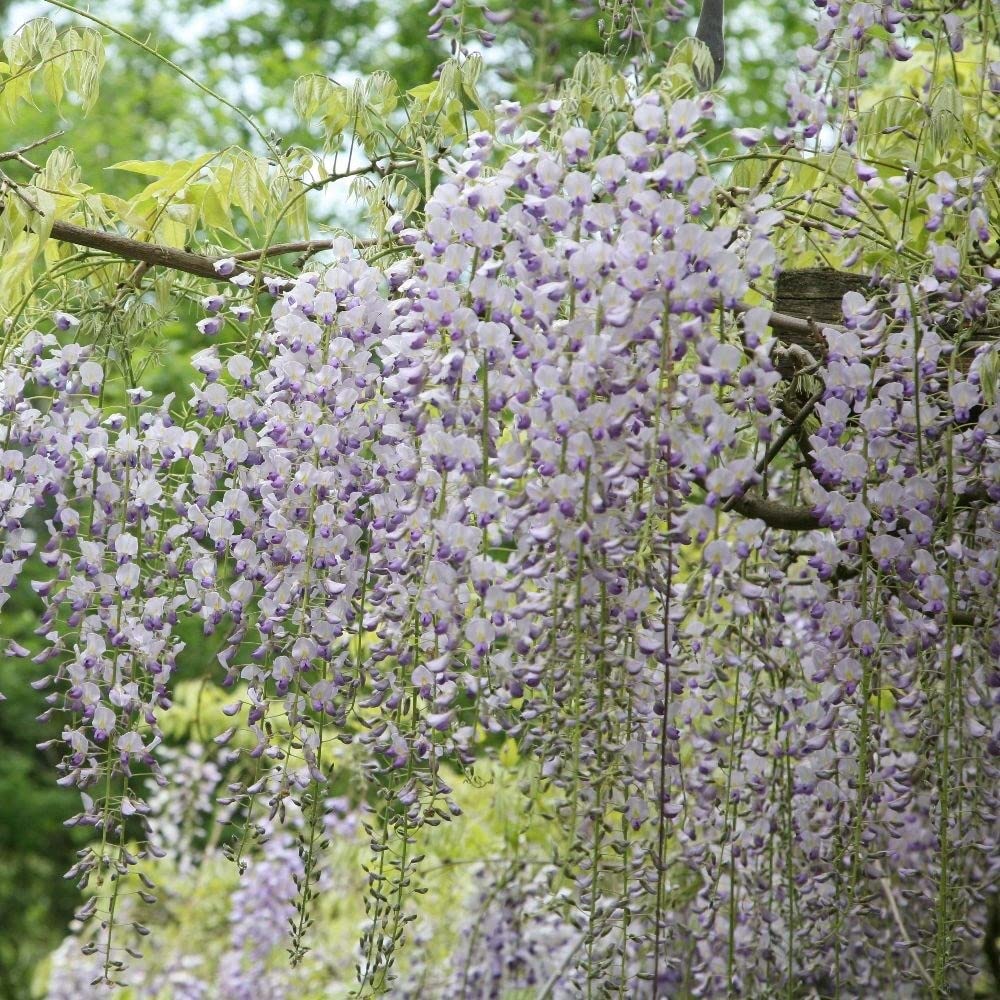 Plant Theory 1.5m Cane Wisteria floribunda Multijuga Japanese Wisteria White Flowering Vine Climbing Plant Grafted 5L Pot