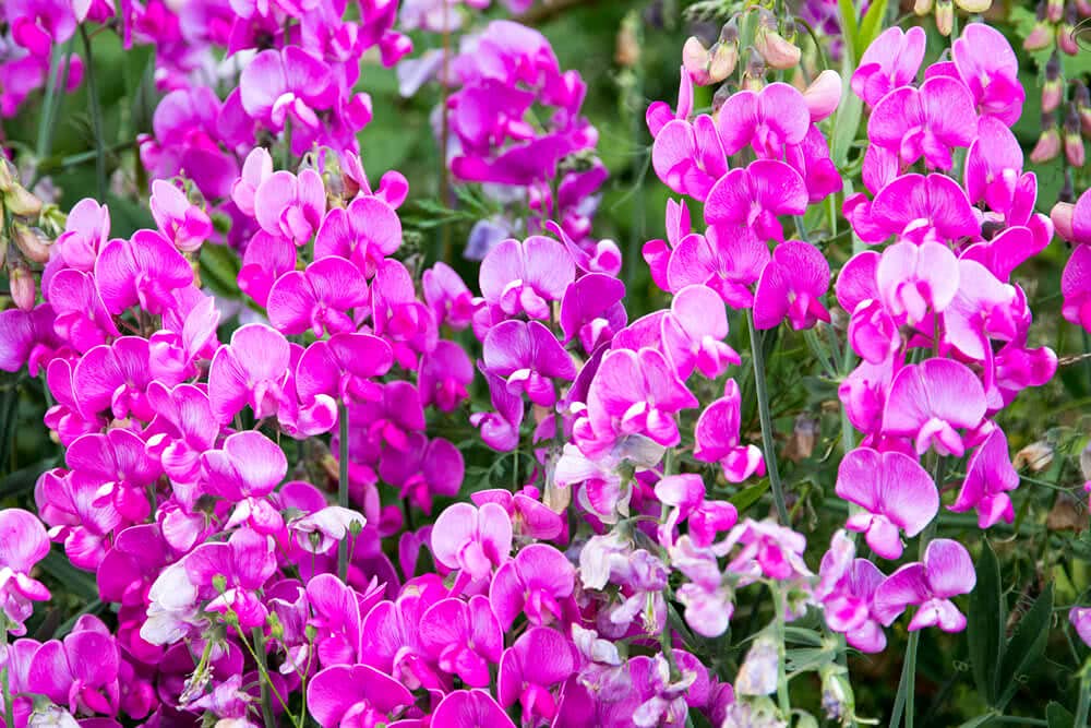 Earth Hopper Vine Flower Plant Seeds - 35 Seeds Home Garden Pack (Sweet Pea Vine Seeds) (B09S3G8SPN) Amazon Price History, Amazon Price Tracker