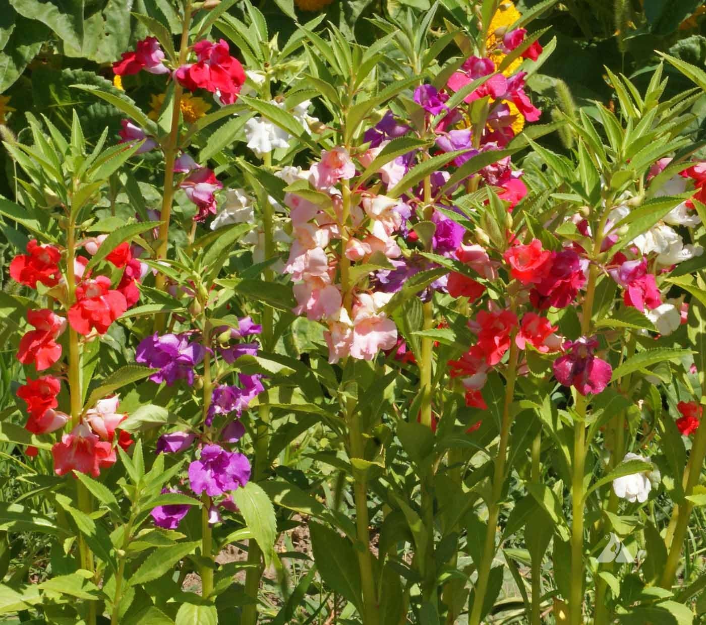 Semillas Balsam Camellia Flowered Mix - Impatiens balsamina - Flores anuales para plantar - Sin OGM 3