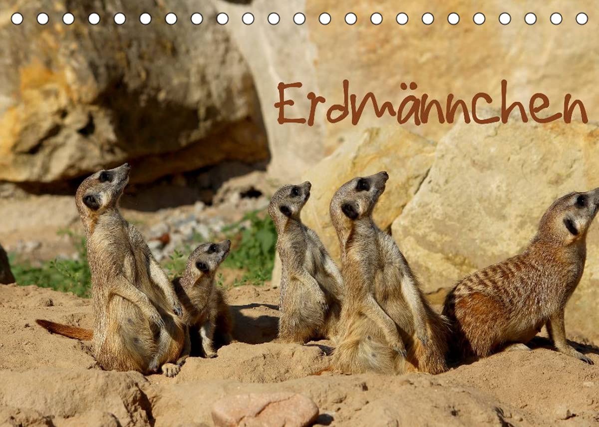 Erdmännchen (Tischkalender 2022 DIN A5 quer): Eine putzige Erdmännchenfamilie (Monatskalender, 14 Seiten ) (CALVENDO Tiere)