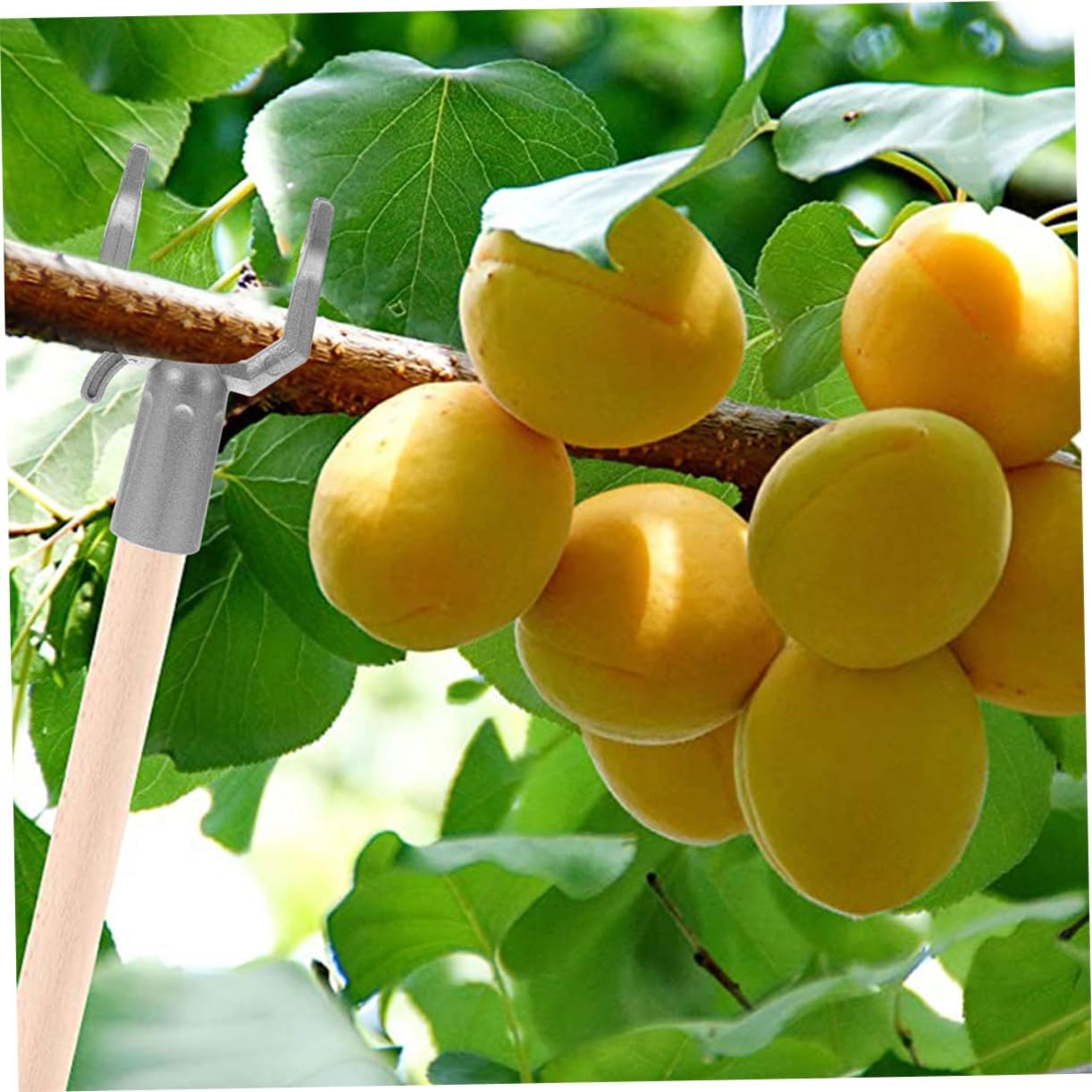 POPETPOP 2sets Durable Tree Branch Support for Fruit Trees Matte Finish Plant Branch Holder for Pear Citrus Outdoor Use 15pcs*2