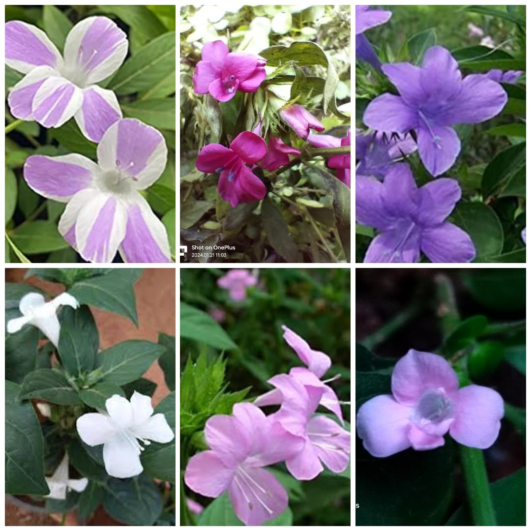December Combo Plants Dark Blue/Light Pink/Mejanta/Stripe Blue/White/Baby Pink - Set of 6 Colour (B0D4DL165N) Amazon Price History, Amazon Price Tracker