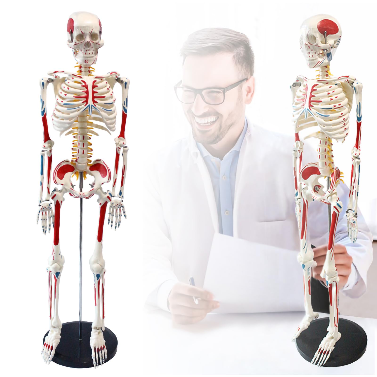 Corps humain de 85 cm et squelette humain avec morsure simulée