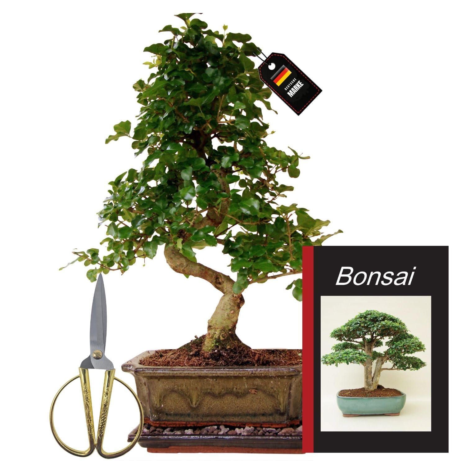 Genki-Bonsai Starterset – Chinesischer Liguster ca. 30–35 cm – 4-teiliges Bonsai Komplettset mit großer Schere, Untersetzer, Bonsaibuch – pflegeleichter Indoor-Bonsai für Anfänger & Fortgeschrittene