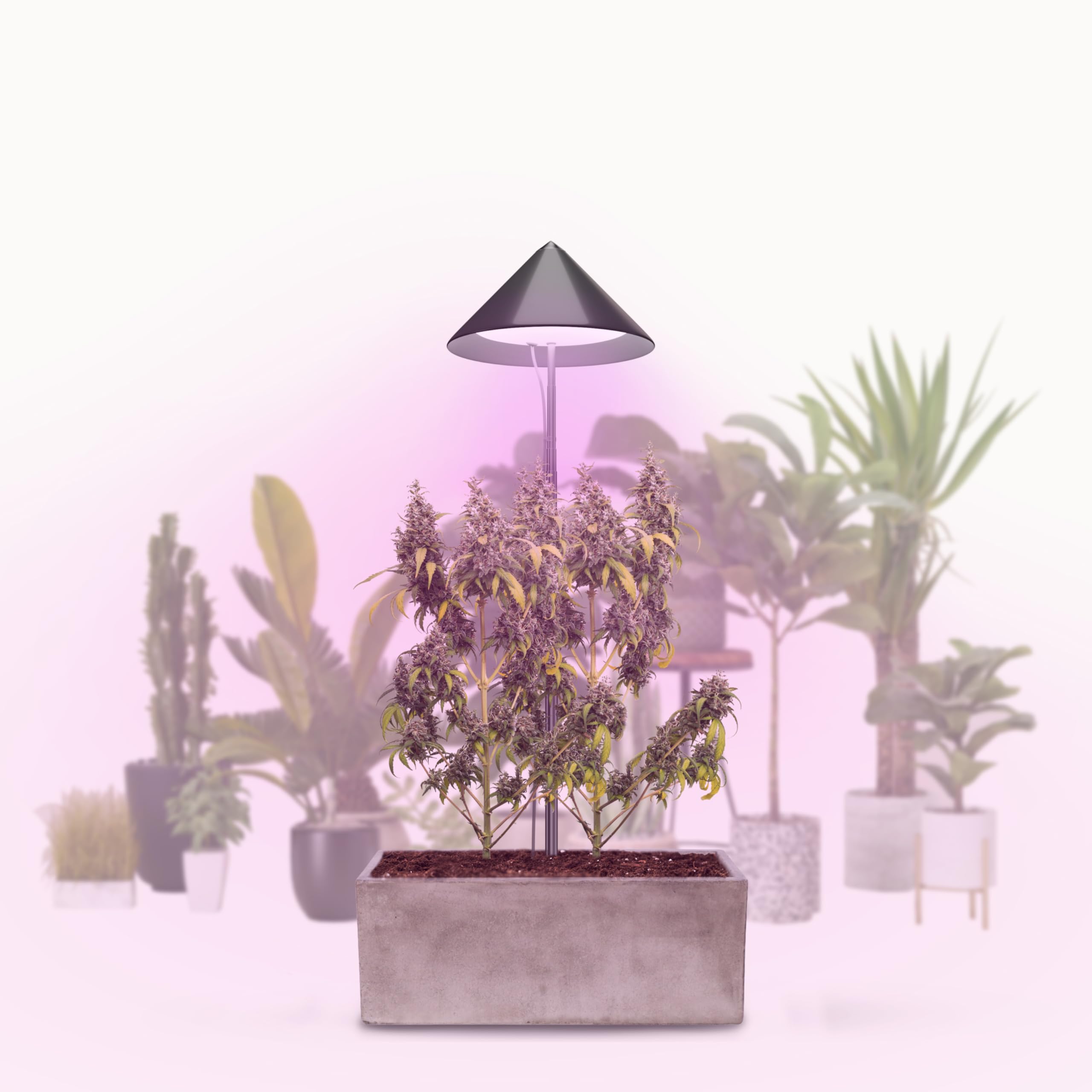VENSO LED Pflanzenlampe Vollspektrum CANNA SUNLiTE, 30W Parus Grow Light, Ausziehbarer Teleskopstab bis 170cm, Ideal für 1-2 Cannabis Pflanzen, Indoor Anzucht, 4000K, IP54, EU-Stecker