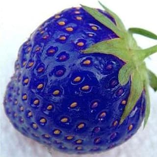 AchidistviQ 200Pcs Blue Strawberry Seeds Delicious Fruit and Vegetable Climbing Strawberry Seeds Seeds for Home Garden Planting Blue Strawberry Seeds