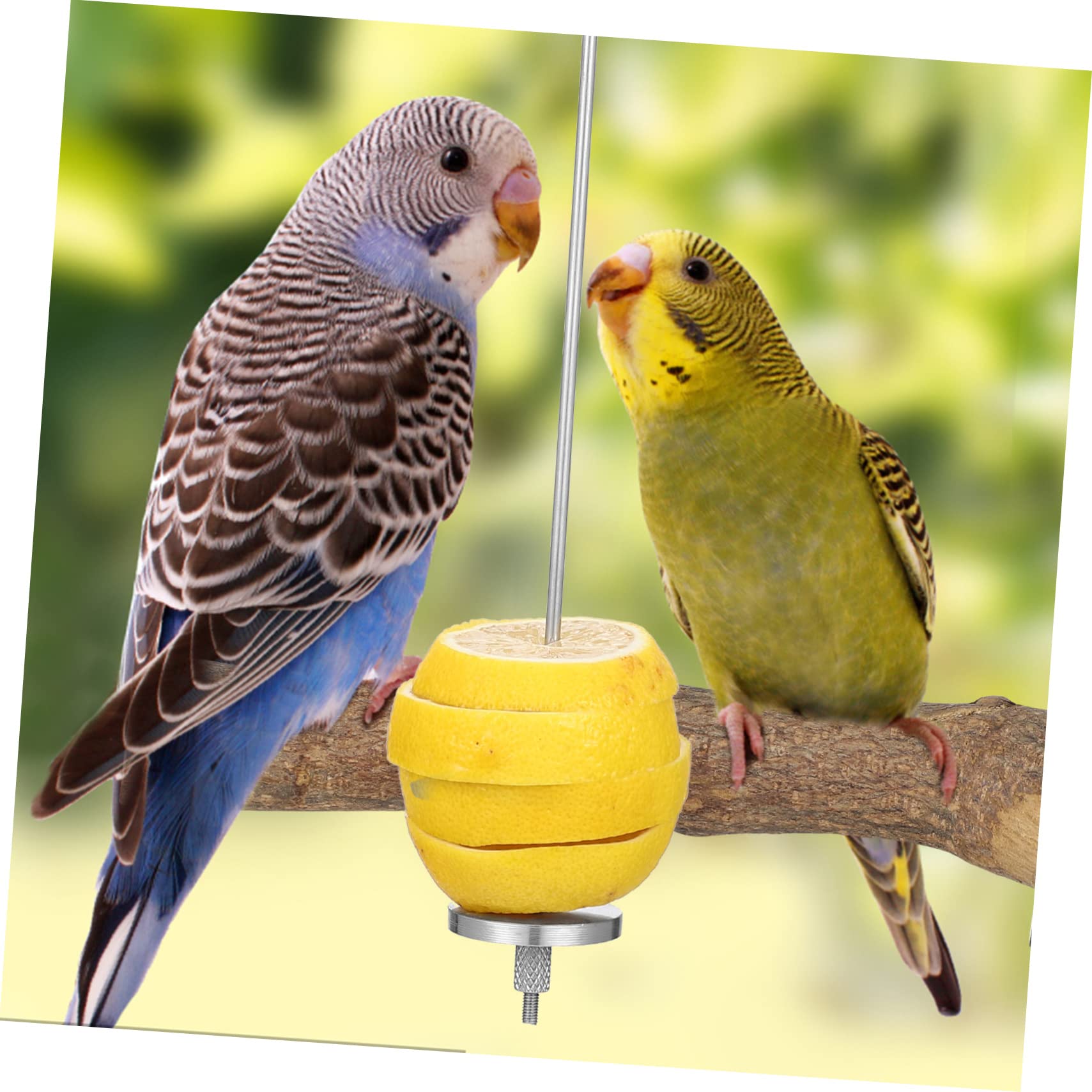 COLLBATH 4stücke Vogelspieße Für Obst Und Futterhalter Für Wellensittiche Papageien Und Kleintiere Für Gesunde Snacks Im Käfig