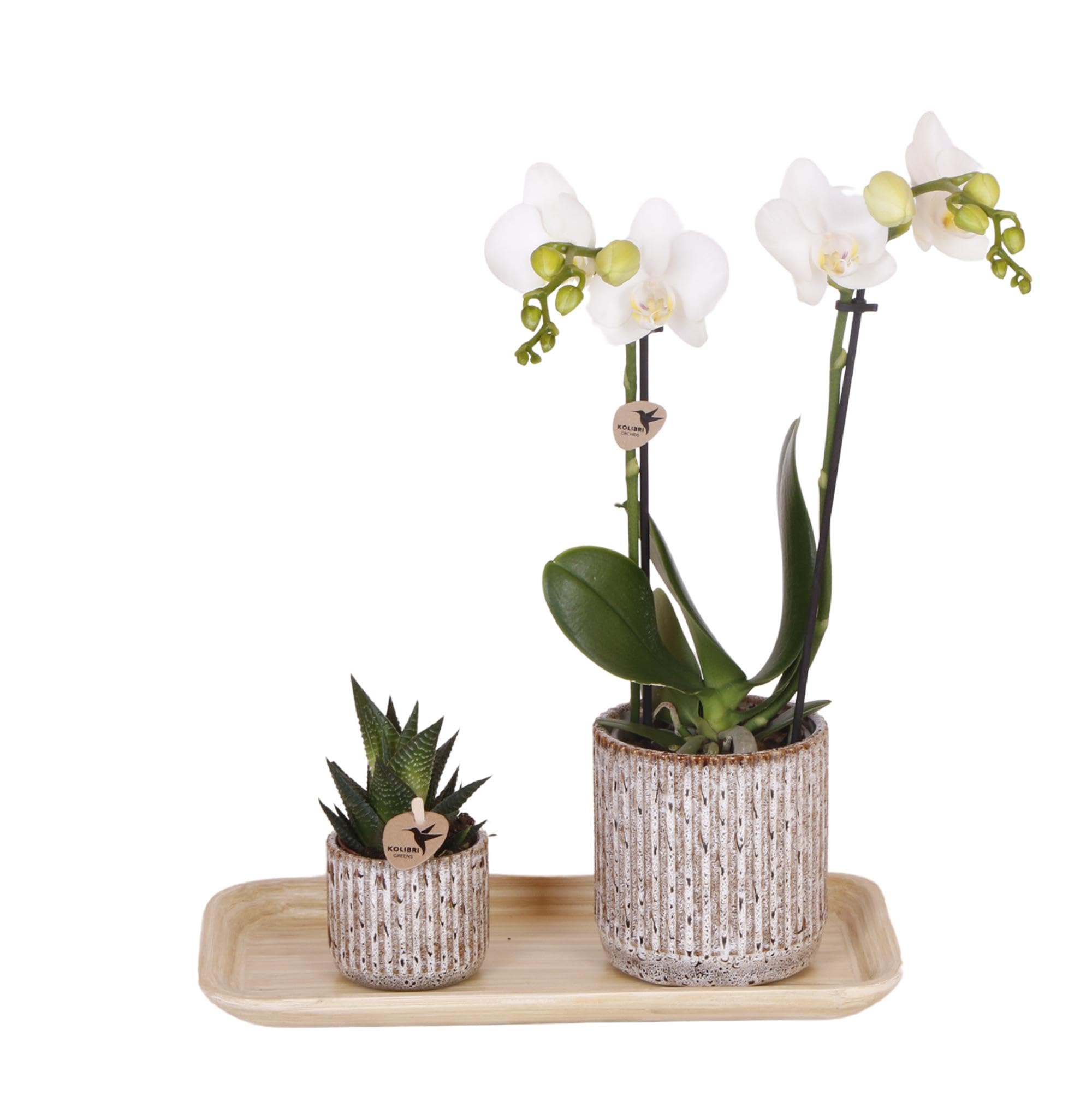 Orchidée rouge et jaune Kolibri Company avec plateau en bambou pour salon