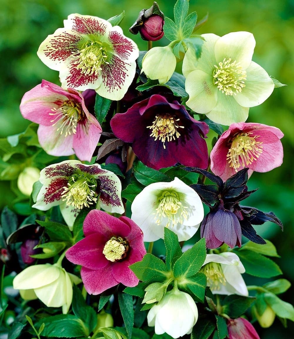 BALDUR Garten 9er Christrosen-Mix Winter Dreams, Blumenzwiebeln