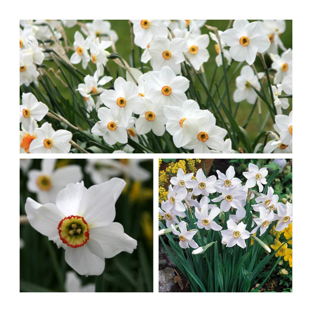 Daffodil Pheasant Eye x 20 Flower Bulbs White with a Striking Golden Eye. Easy to Grow