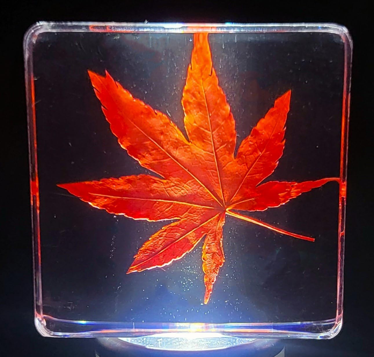 38mm Real Red Japanese Maple Leaf w/Golden Tint Under Light in Crystal Clear Lucite Resin Specimen Dried Pressed Botanist Herb Herbarium Crafts Collection Botany Science Education Ornament Display