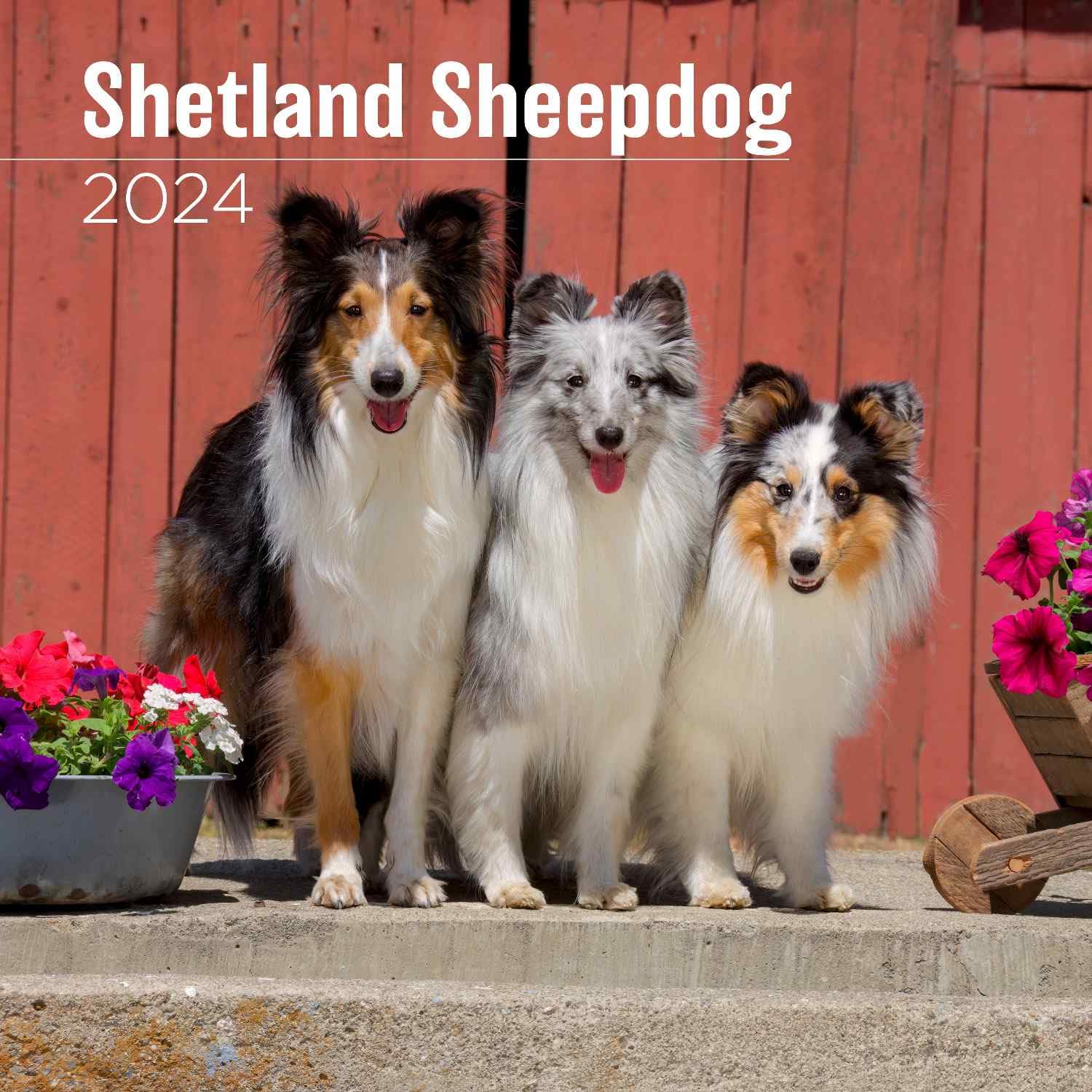 MegaCalendarsShetland Sheepdog Calendar 2024 - Dog Breed Wall Calendar