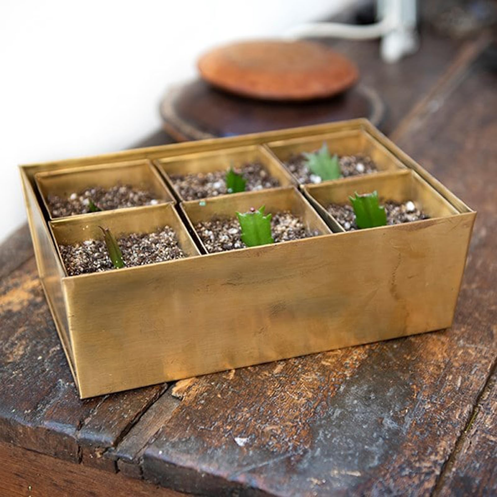 Crocus Collection Set of 6 Metal Brushed Brass Grow Pod Planters Square Bottomless Pots in Rectangular Reservoir Tray