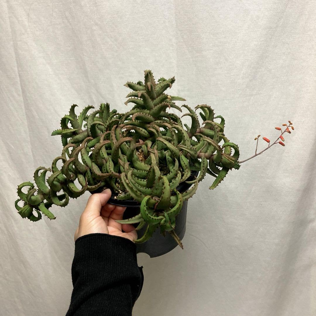 Amazon.co.jp: アロエ カスティロニアエ 大株 ホビーグッズ : おもちゃ 