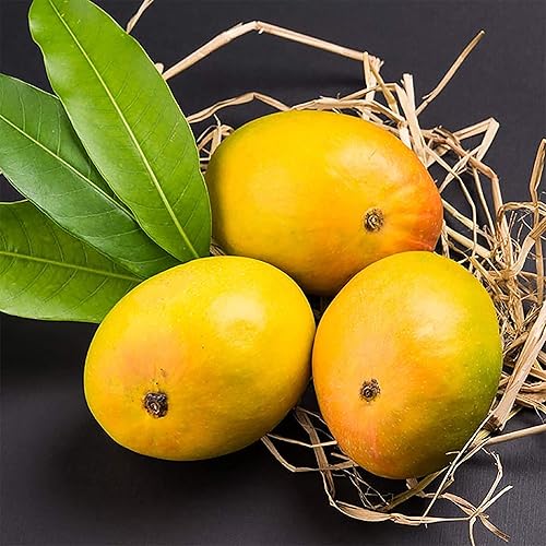 Miniatura 3 de QAUZUY GARDEN 2 semillas de mango prémium para plantar  Semillas de frutas tradicionales sin OMG  Árbol frutal exótico tropical para plantar jardín,