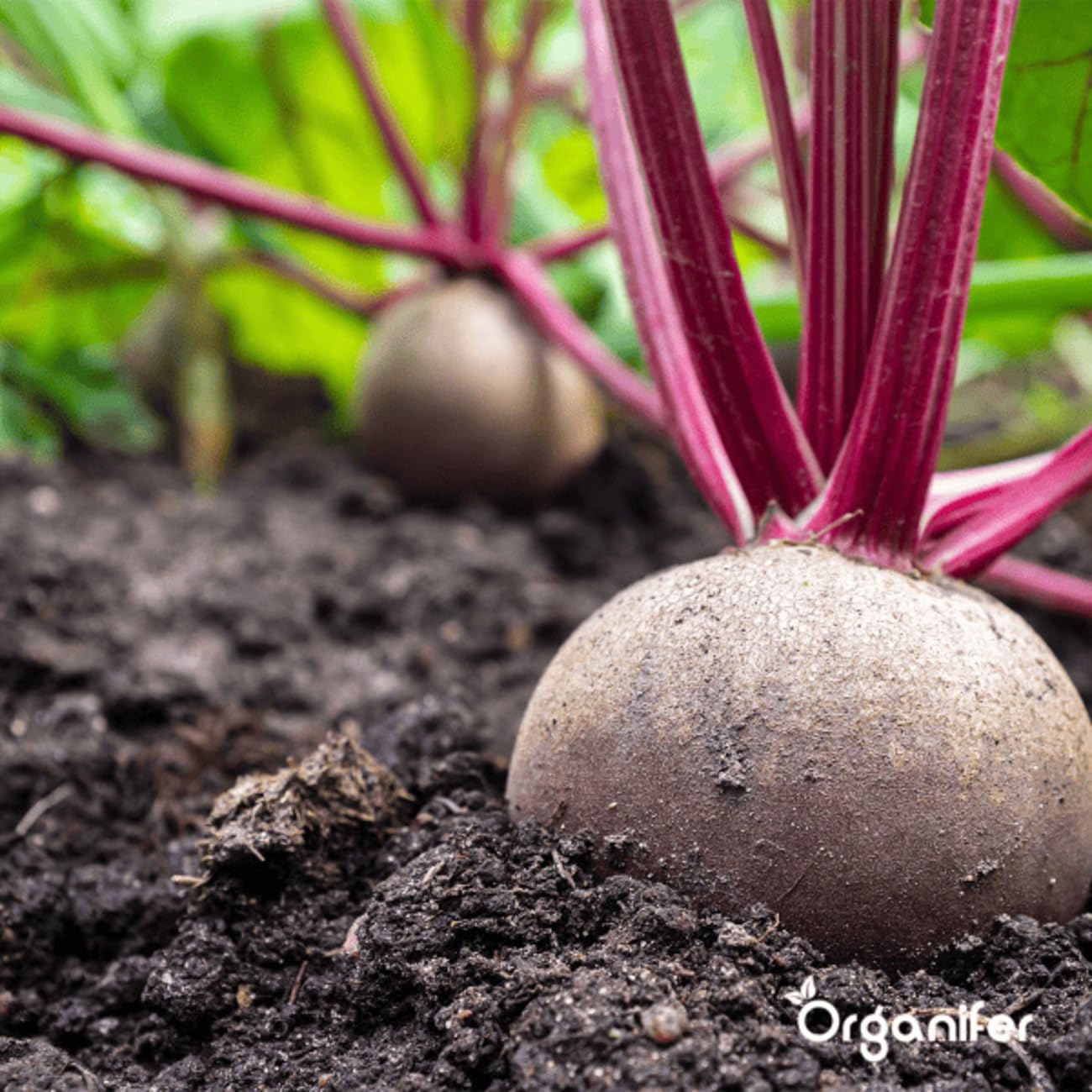 Organiczny Pakiet Nasion Warzyw | Nasiona Pomidora - Nasiona Ogórka - Nasiona Papryki - Nasiona Papryki - Nasiona Cukinii - Nasiona Organiczne - Organifer