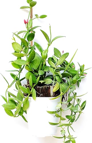 Miniatura 6 de Pllieay 20 estacas de bambú de 18 pulgadas, varillas de bambú natural, estacas de bambú para plantas de interior y exterior, estacas de apoyo para