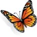 North American Butterflies