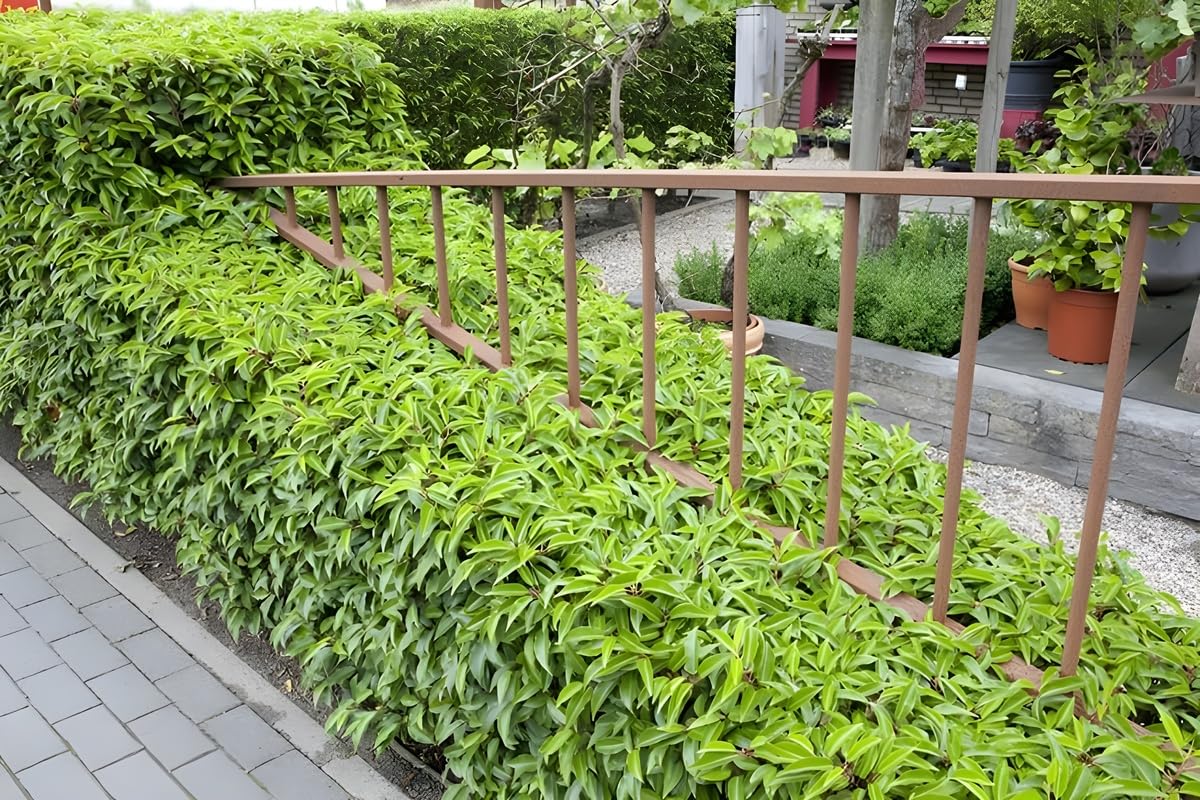 Stauden Gänge 10 x Prunus lusitanica Portugiesischer Kirschlorbeer