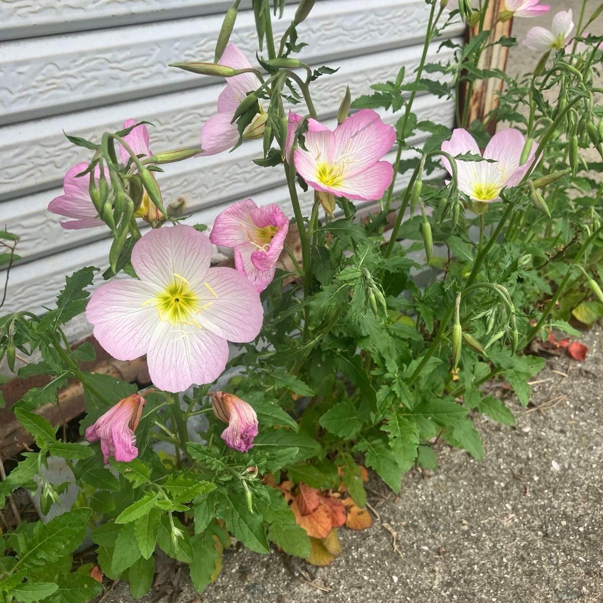 Amazon.co.jp: ミニ 抜き苗5本ゆうパケットポスト便 : DIY・工具・ガーデン