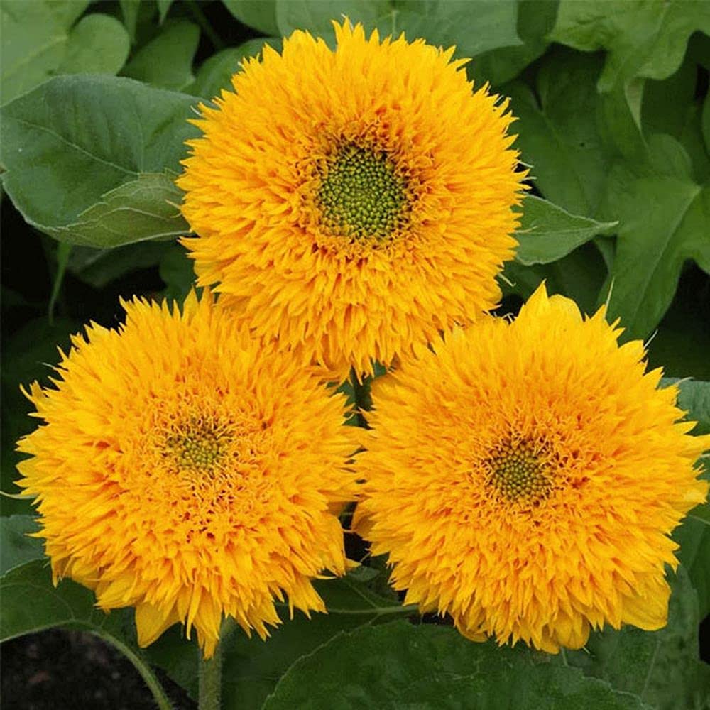 LIVE GREEN Flower Seeds | Sunflower Sun gold Color Flower | F1 Hybrid | Seeds For Home Garden (B0995H5DGS) Amazon Price History, Amazon Price Tracker