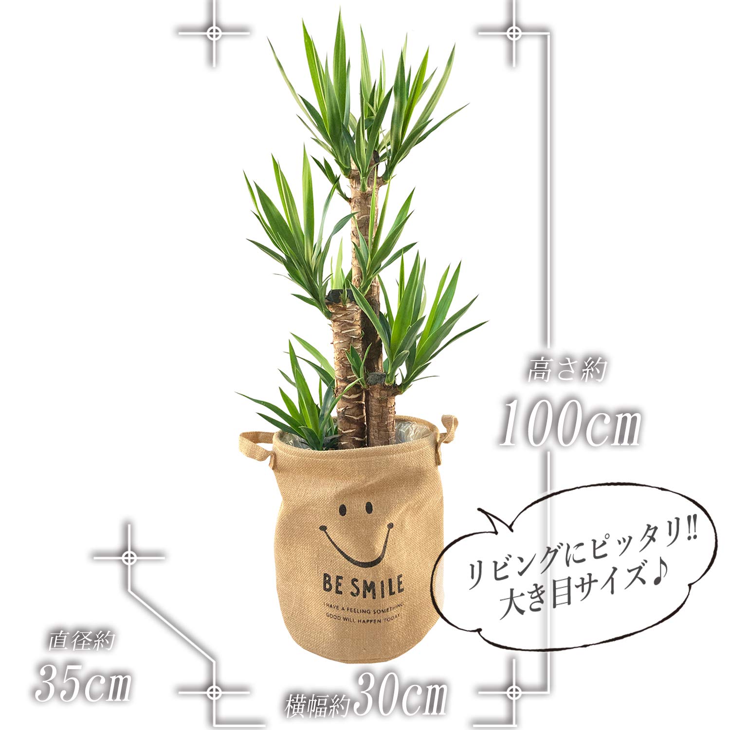 ★☆★yucc★☆★ s-l1200.jpg