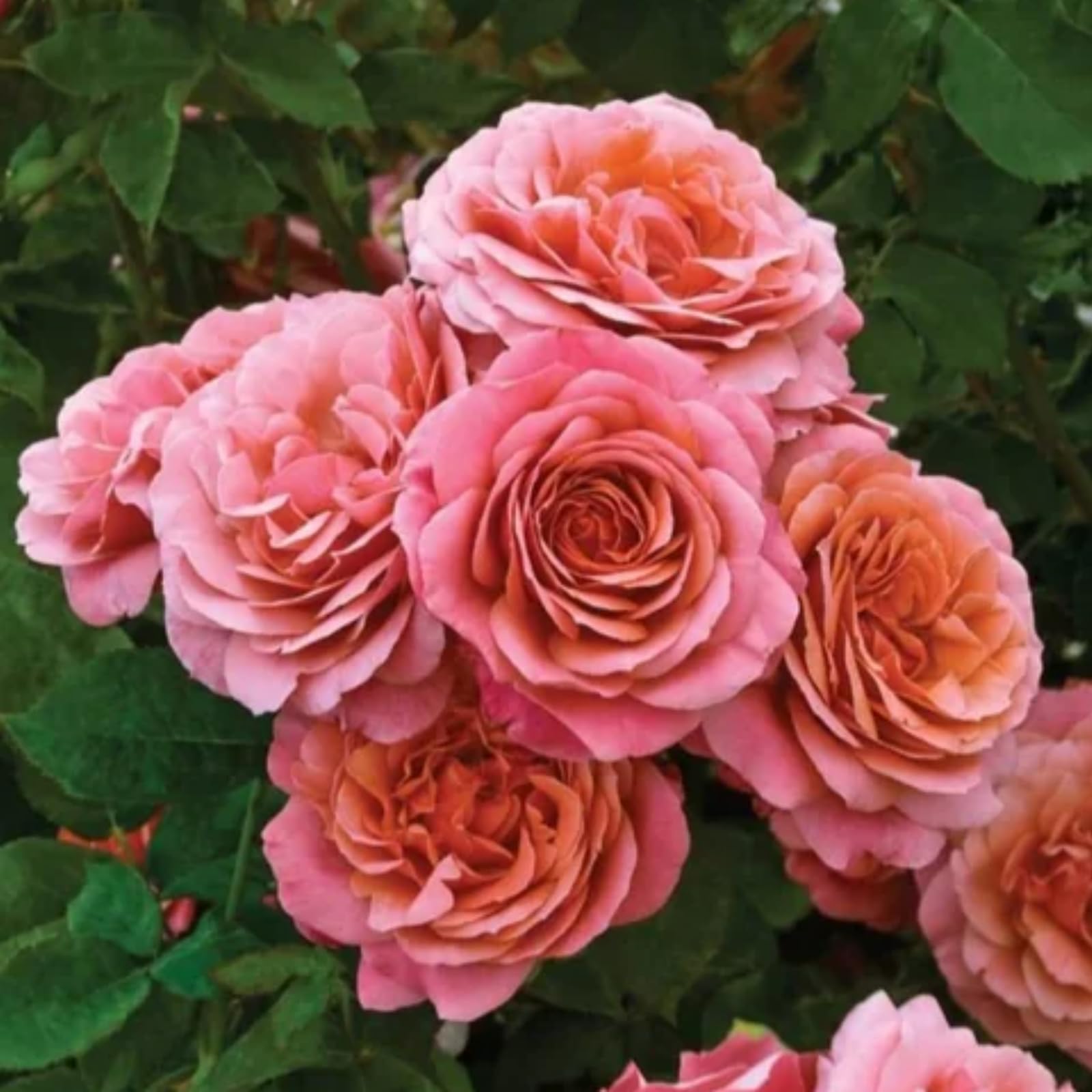 Mix Greening Flower, Now UK, Plant Bulbs, Hardy Perennial, Rose Bulbs, Strong Plant, Easy Plant, Excellent Display, Rare Plants, 3bulbs-j