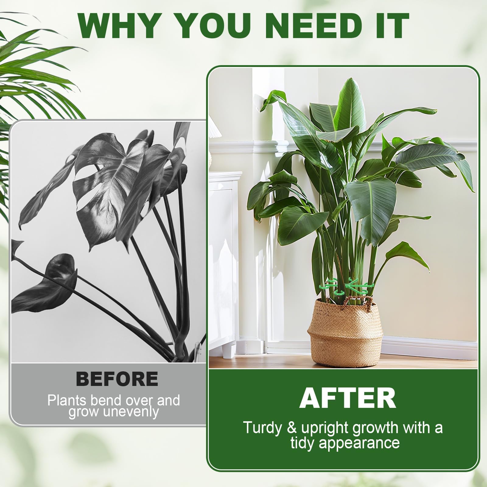 Plant Stem Supports - Stabilize Climbing Plants -3 Plant Stem Supports - Stabilize Climbing Plants -3