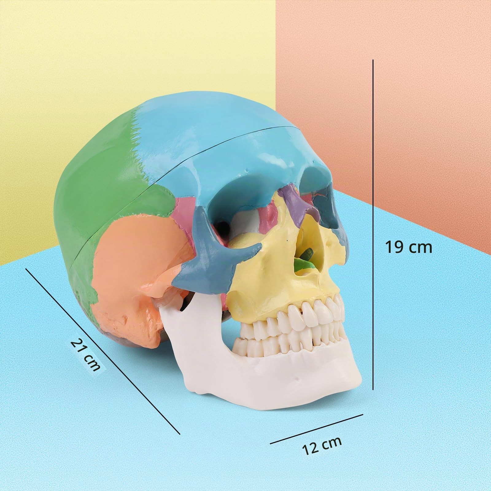 ERWEY Cranio Anatomico Colorato, Modello Cranio Umano, 3 Parti, a Grandezza Naturale