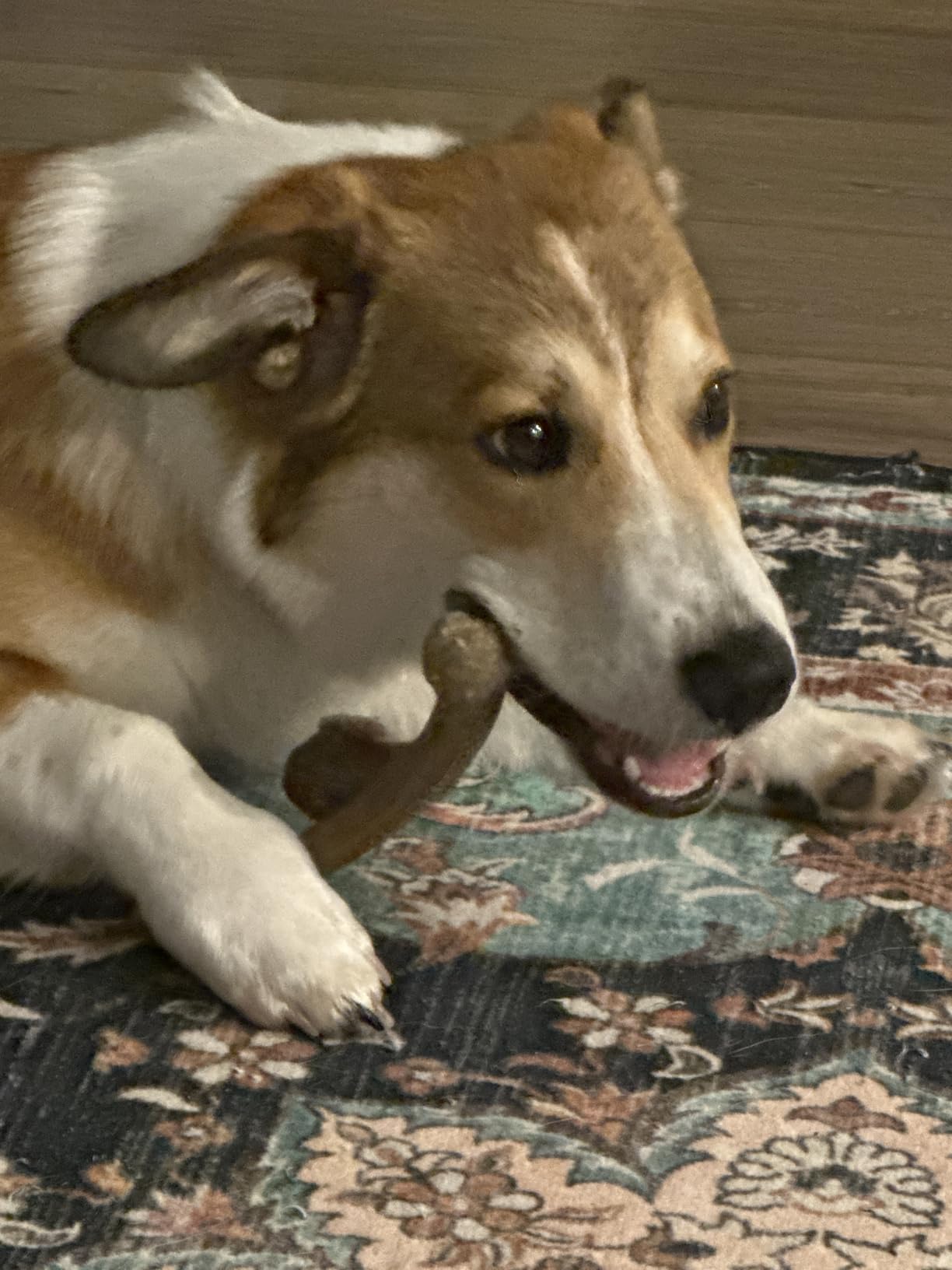 Benebone Wishbone Durable Dog Chew Toy for Aggressive Chewers, Real Bacon, Made in USA, Medium photo review