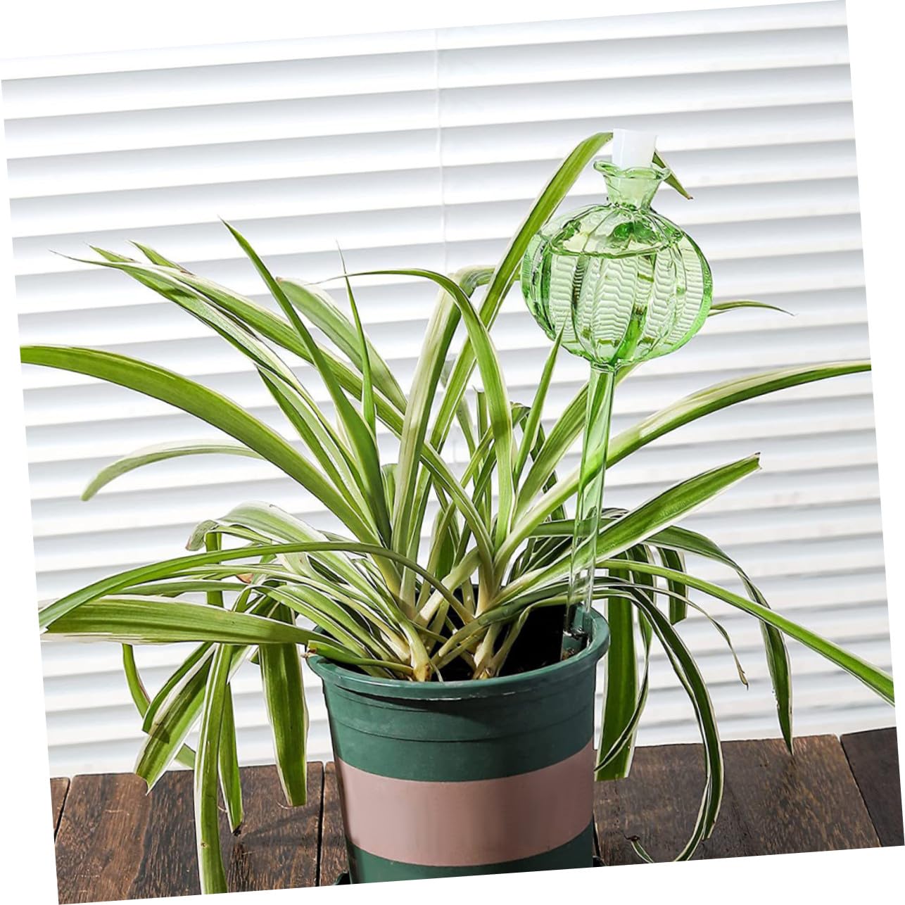 Globe D'arrosage Cactus en Verre Transparent, Arrosage Automatique