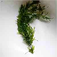 アナカリス オオカナダモ　1000本 71H0SnmZklL._UF350,350_QL50_.jpg