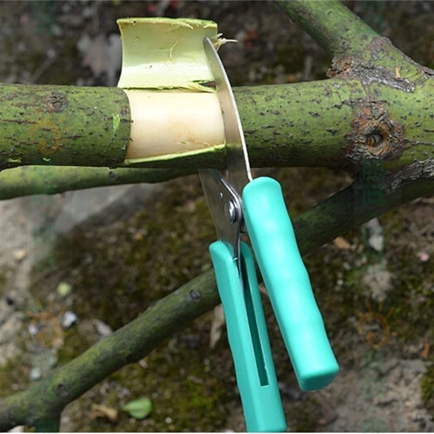 INLIMA Gardening Scissors Ring Barking Girdling Garden fruit Tree grape cherry prunning tool shrub orchard