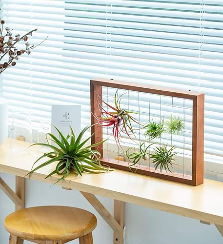 Miniatura 4 de Mkono Tillandsia - Marco de plantas de aire colgante para plantas de aire, estante de madera, decoración de pared para plantas de casa, suculentas