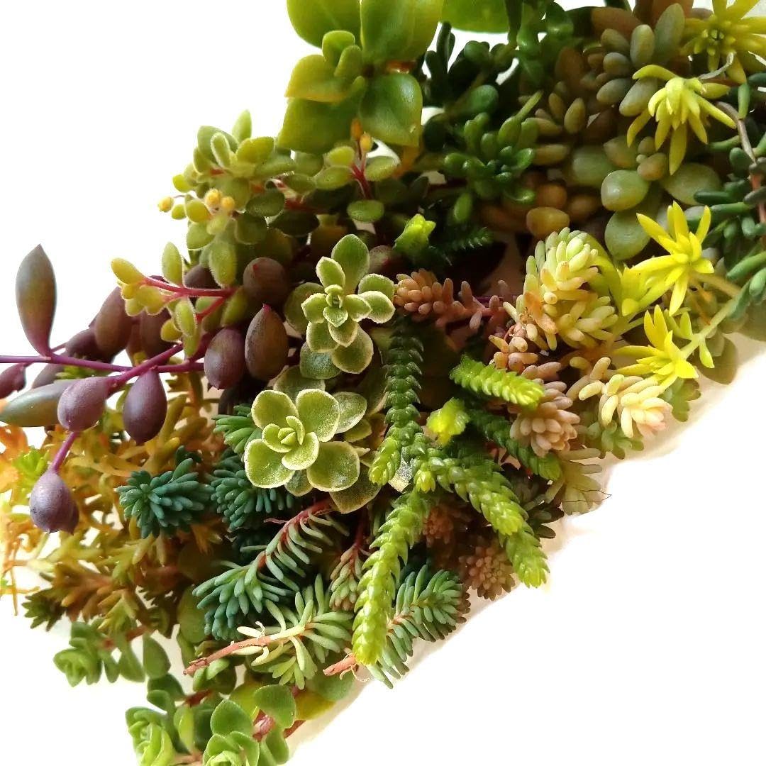 Amazon.co.jp: 多肉植物セダムカット苗10品種セット : DIY・工具・ガーデン