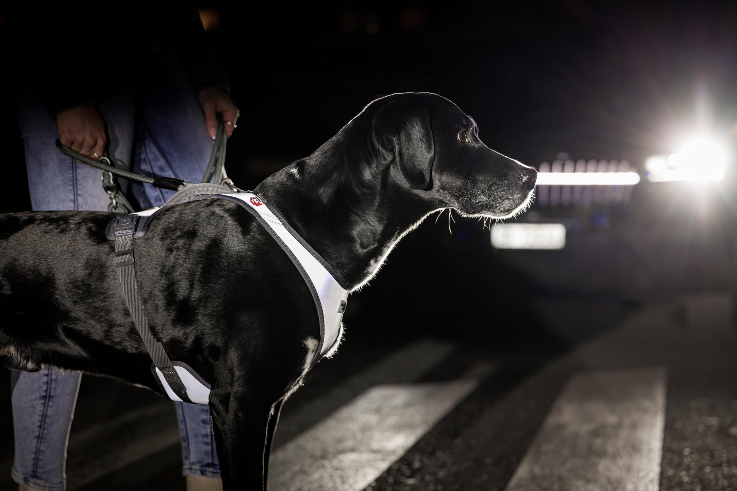 Glow Belka Harness Gray XL
