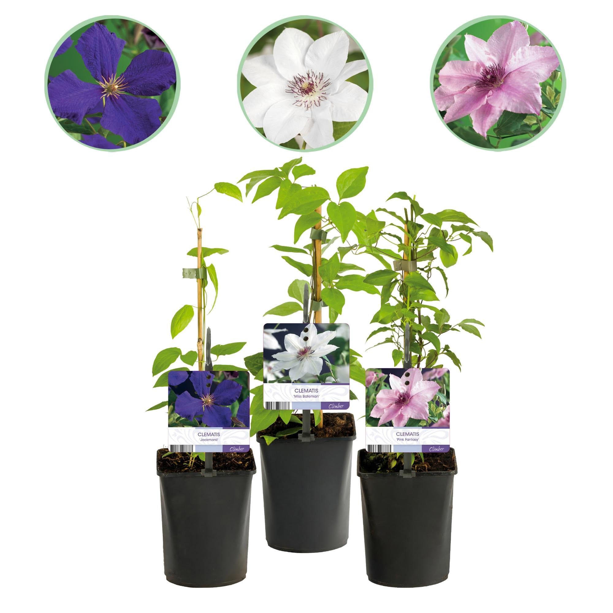 GreenboutiQ - Kletterpflanze - Clematis Tricolour - Blüte Rosa Weiß Lila - Wenig Pflege - 3 Pflanzen - Topf 11cm Höhe 40cm
