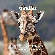 Giraffe 8.5 X  8.5 Calendar September 2019 -December 2020: Monthly Calendar with U.S./UK/ Canadian/Christian/Jewish/Muslim Holidays-Giraffe Animals Nature