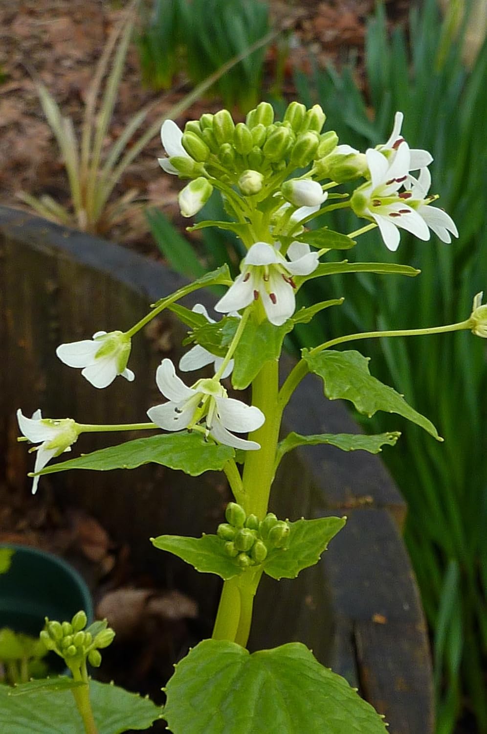 Wasabi Plants - Real Wasabia Japonica - Pack of 3 Live Wasabi Plant Starts - Edible, Low Light Shade Plants - Indoor Outdoor Plants for Your Home, Garden - Ready to Plant, Easy to Grow.