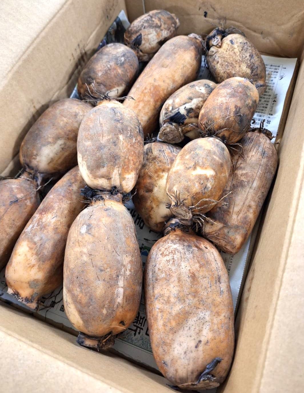 ○日本の勲章/徽章/日本軍＊ 三河鉄道＊大正三年＊開通 大正三年〜九年