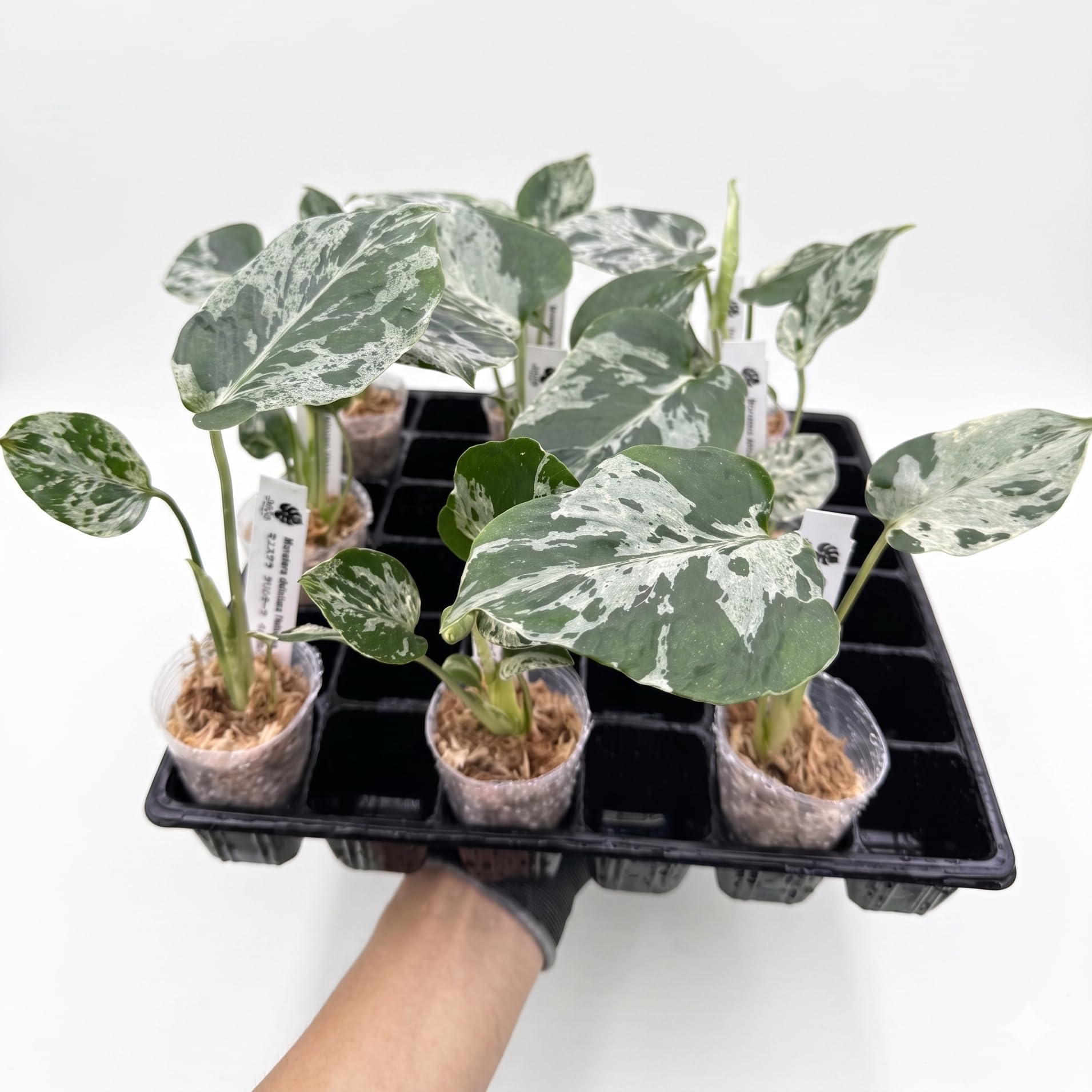 と*ど様 【たまらないカッコ良さ‼️】モンステラ　デリシオーサ　ベトシオーサ　斑 Amazon｜JolieNursery 斑入りモンステラ ベトシオーサ（デリシオーサ系
