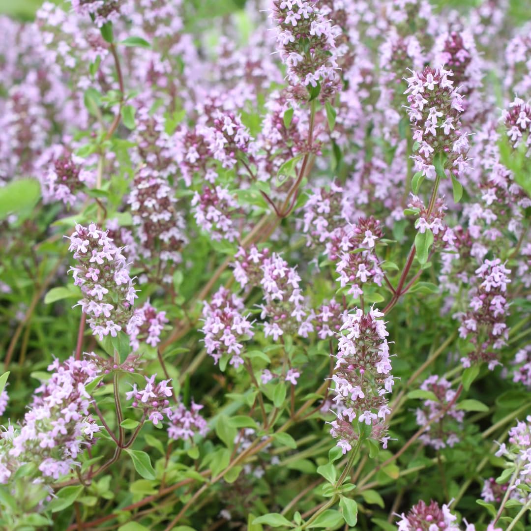Tomillo Común Thymus Vulgaris Aromático, para Jardín, Verde, Pack de 24