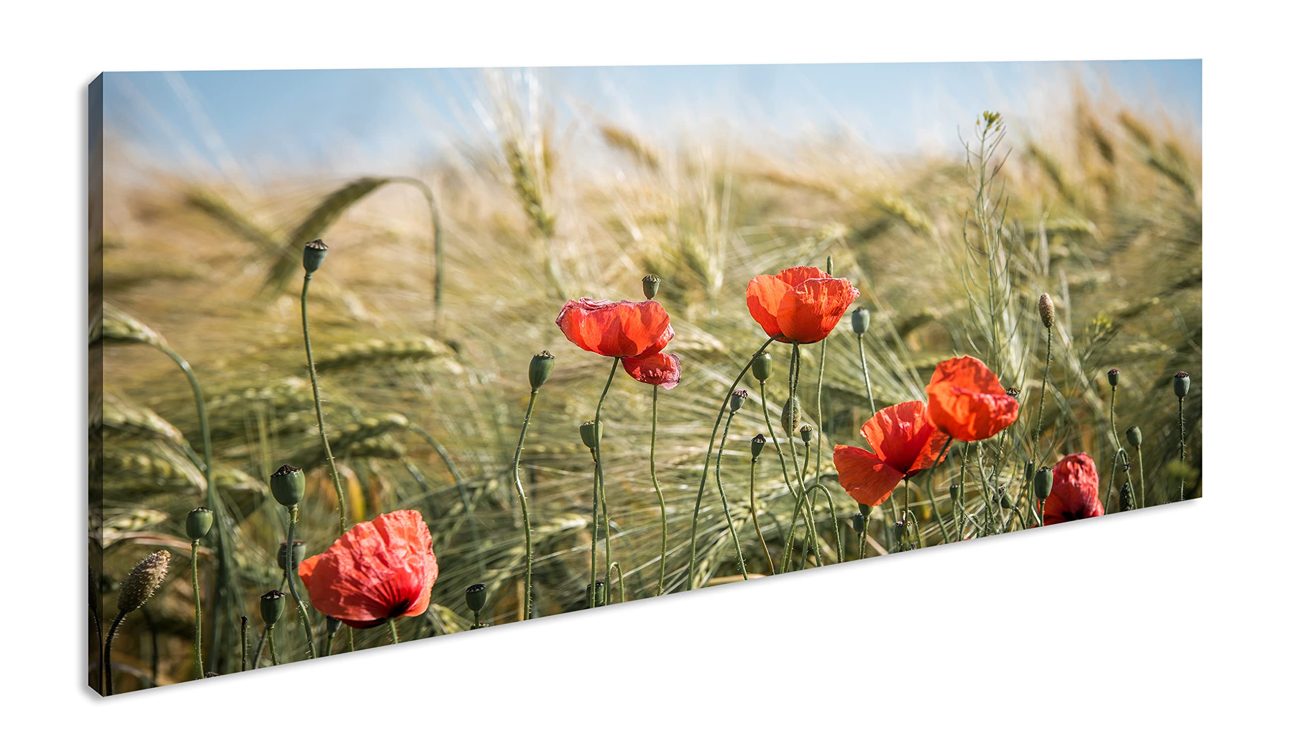 Leinwandbild Zarte Mohnblumen im Getreidefeld – Poesie der Natur Panorama Format: 120x60 cm XXL Kunstdruck Bild auf Keilrahmen/Wandbild/Wohnzimmer Deko