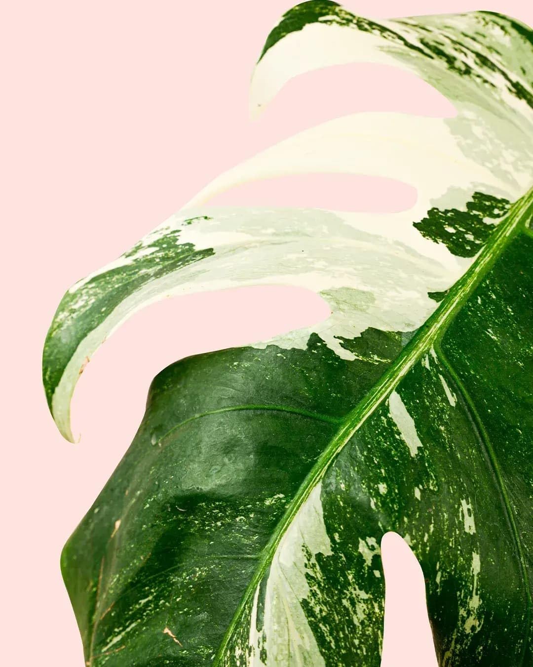 PUR PLANT Monstera Variegada | Costilla de Adán Variegada (Monstera deliciosa) | Planta Natural de Interior Grande | Maceta de Ø 16 cm