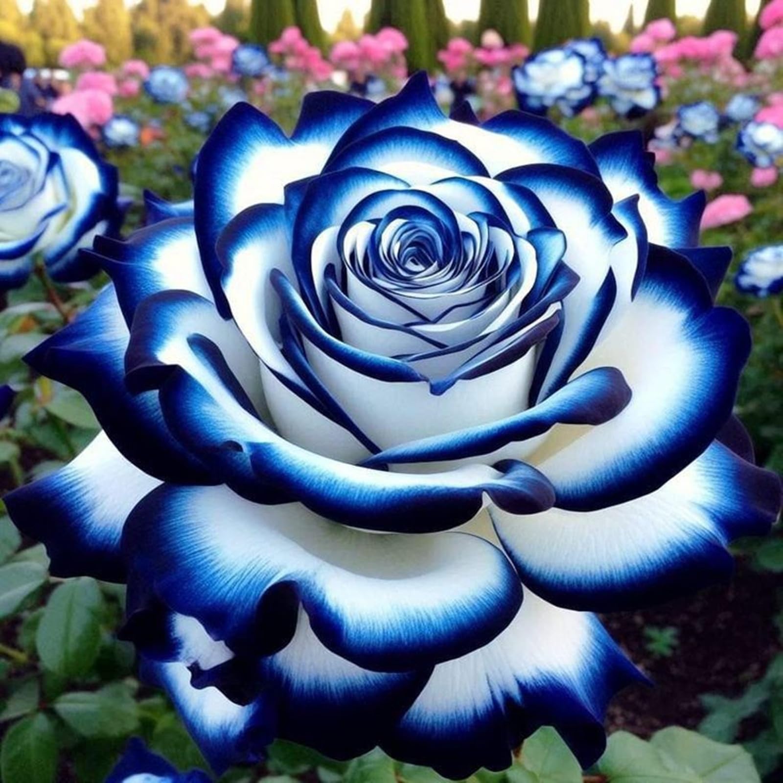 Raro Bulbi di Rosa - Perenne, Colori vivaci, Bassa Manutenzione, Decorazione d'Interni-5 Bulbi-E
