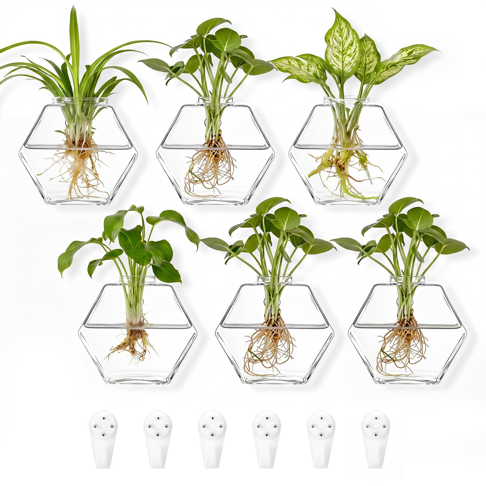 Terrariums hexagonaux en verre pour mur : lot de 6 vases suspendus hydroponie